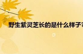 野生紫灵芝长的是什么样子?（野生紫芝相关内容简介介绍）