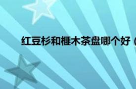 红豆杉和榧木茶盘哪个好（榧木茶盘相关内容简介介绍）