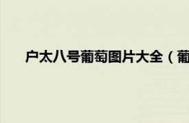 户太八号葡萄图片大全（葡萄户太8号相关内容简介介绍）