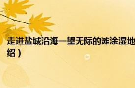 走进盐城沿海一望无际的滩涂湿地（江苏盐城沿海滩涂湿地相关内容简介介绍）