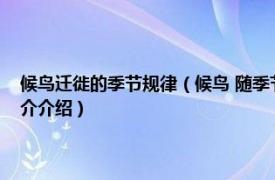 候鸟迁徙的季节规律（候鸟 随季节不同周期性进行迁徙的鸟类相关内容简介介绍）