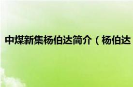 中煤新集杨伯达简介（杨伯达 新集能源董事相关内容简介介绍）