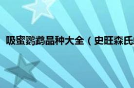 吸蜜鹦鹉品种大全（史旺森氏虹彩吸蜜鹦鹉相关内容简介介绍）