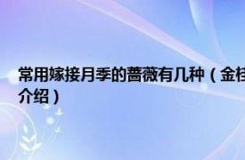 常用嫁接月季的蔷薇有几种（金桂飘香 蔷薇属月季栽培品种相关内容简介介绍）