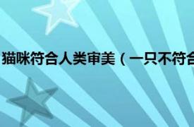 猫咪符合人类审美（一只不符合审美标准的猫相关内容简介介绍）