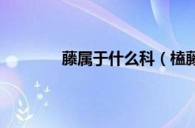 藤属于什么科（榼藤属相关内容简介介绍）