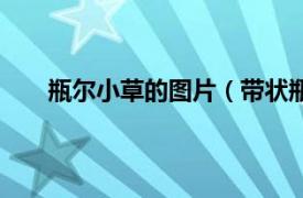 瓶尔小草的图片（带状瓶尔小草相关内容简介介绍）