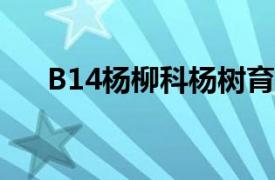 B14杨柳科杨树育种品种相关内容简介