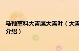 马鞭草科大青属大青叶（大青 马鞭草科大青属植物相关内容简介介绍）