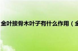 金叶接骨木叶子有什么作用（金叶裂叶接骨木相关内容简介介绍）