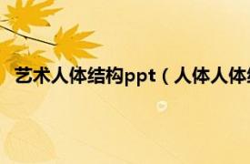 艺术人体结构ppt（人体人体结构人体艺术相关内容简介介绍）