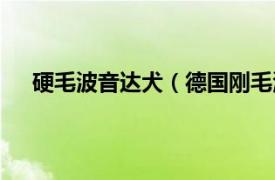 硬毛波音达犬（德国刚毛波音达犬相关内容简介介绍）