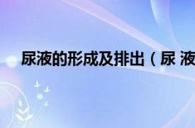 尿液的形成及排出（尿 液体排泄物相关内容简介介绍）