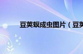 豆荚螟成虫图片（豆荚螟蛾相关内容简介介绍）