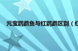 元宝鹦鹉鱼与红鹦鹉区别（红元宝鹦鹉鱼相关内容简介介绍）