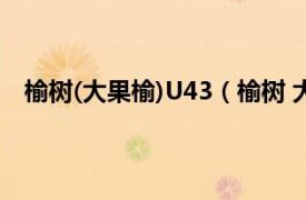 榆树(大果榆)U43（榆树 大果榆U43相关内容简介介绍）