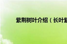 紫荆树叶介绍（长叶紫荆木相关内容简介介绍）