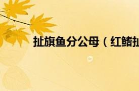 扯旗鱼分公母（红鳍扯旗鱼相关内容简介介绍）