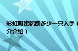 彩虹吸蜜鹦鹉多少一只入手（史旺森氏虹彩吸蜜鹦鹉相关内容简介介绍）