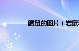 鼹鼠的图片（岩鼠科相关内容简介介绍）