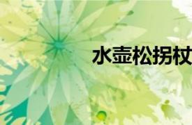 水壶松拐杖相关内容简介