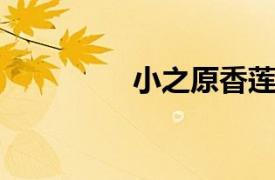 小之原香莲相关内容介绍