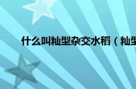 什么叫籼型杂交水稻（籼型杂交水稻相关内容简介介绍）