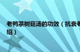 老鸭茶树菇汤的功效（抗衰老营养茶树菇老鸭汤相关内容简介介绍）