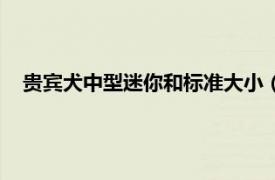 贵宾犬中型迷你和标准大小（迷你贵宾犬相关内容简介介绍）