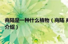 商陆是一种什么植物（商陆 商陆科商陆属草本植物相关内容简介介绍）