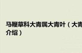 马鞭草科大青属大青叶（大青 马鞭草科大青属植物相关内容简介介绍）