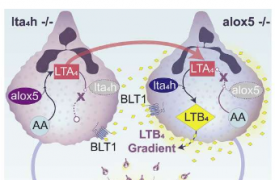 中性粒细胞通过跨细胞生物合成协同产生 LTB4 克服了它们无法聚集的问题