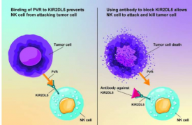 开发基于自然杀伤细胞的有前途的新癌症疗法