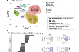 单核分析可识别骨骼肌老化 虚弱和衰老的细胞特异性标志物