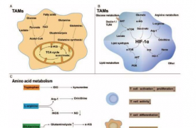 肿瘤相关巨噬细胞的代谢重编程