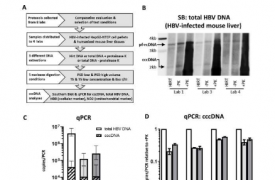 量化肝细胞中乙型肝炎病毒库的新标准