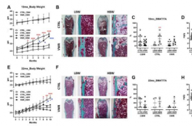 研究：体重影响衰老小鼠肌肉骨骼对跑步的适应