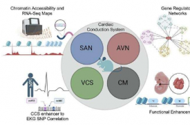 研究人员确定了心跳的潜在遗传调节因子