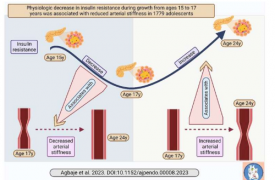 青春期中期胰岛素抵抗的自然下降可能会防止动脉硬化恶化