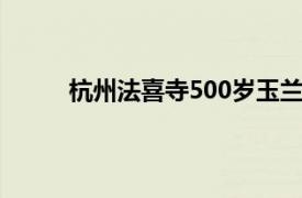 杭州法喜寺500岁玉兰盛放具体详细内容是什么