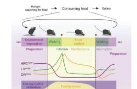 科学家们首次阐明了进食过程的精细神经编排