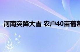 河南突降大雪 农户40亩葡萄棚被压塌具体详细内容是什么