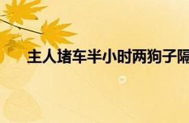 主人堵车半小时两狗子隔窗吵架具体详细内容是什么