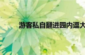 游客私自翻进园内逗大熊猫具体详细内容是什么