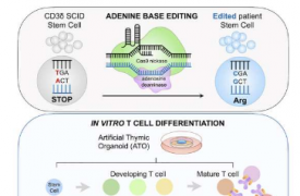 研究使用碱基编辑来纠正导致罕见免疫缺陷的突变