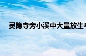 灵隐寺旁小溪中大量放生乌龟死亡具体详细内容是什么