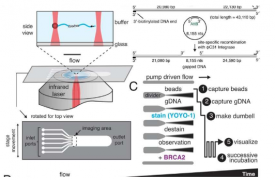 全长人类 BRCA2 蛋白与 DNA 结合的首次单分子显微可视化