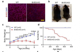 研究人员调查蛋白质 BVES 及其在肌营养不良症中的重要作用