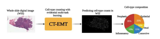 人工智能驱动的深度学习模型可以通过准确计算整个幻灯片图像中的细胞类型来改进癌症诊断