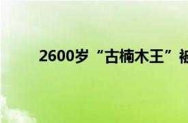 2600岁“古楠木王”被盗割具体详细内容是什么